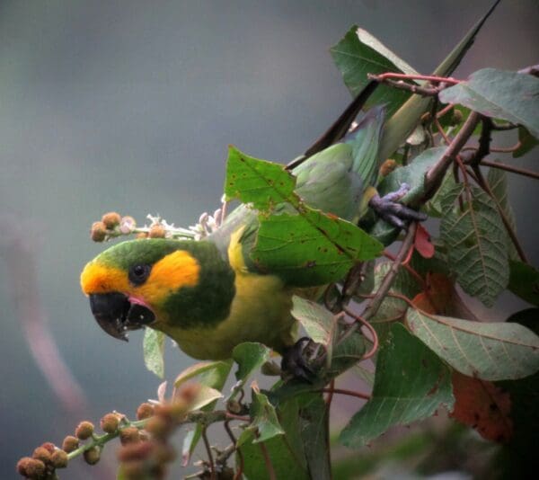A wild Yellow-eared Parrot perches in a tree