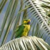 A wild Yellow-eared Parrot perches on a palm leaf