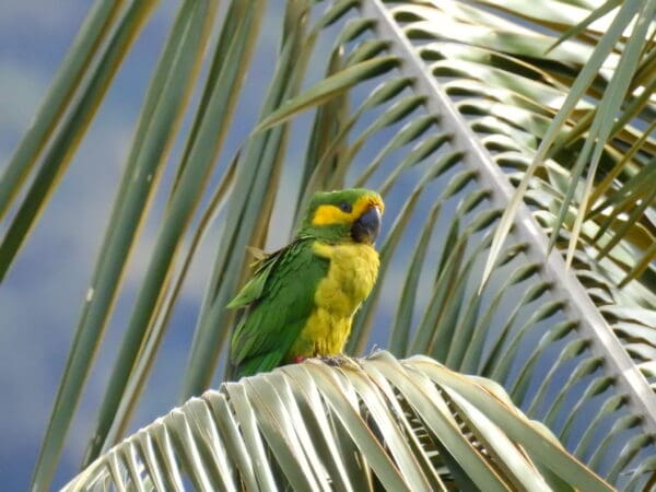 A wild Yellow-eared Parrot perches on a palm leaf