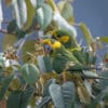 Wild Yellow-eared Parrots feed on fruits