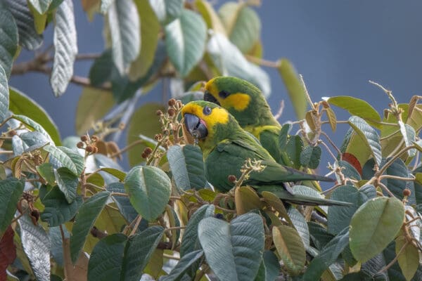 Wild Yellow-eared Parrots feed on fruits