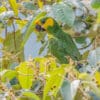 A wild Yellow-eared Parrot feeds in a tree