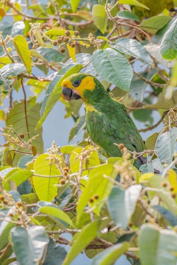 A wild Yellow-eared Parrot feeds in a tree
