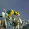 A wild Yellow-eared Parrot feeds in a tree