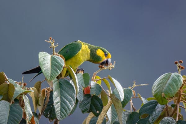A wild Yellow-eared Parrot feeds in a tree