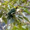 A wild Yellow-eared Parrot perches in a tree