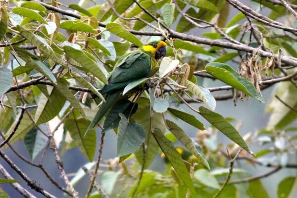 A wild Yellow-eared Parrot perches in a tree