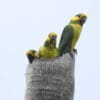 Wild Yellow-eared Parrots gather at a broken palm tree