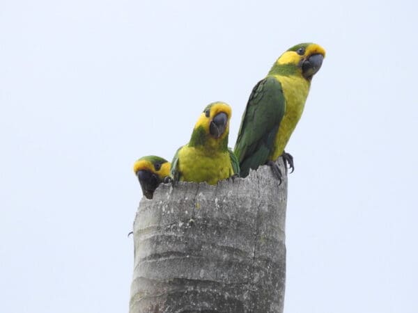 Wild Yellow-eared Parrots gather at a broken palm tree