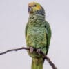 A wild Yellow-faced Parrot perches on a branch