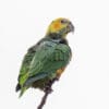 A wild Yellow-faced Parrot perches atop a branch