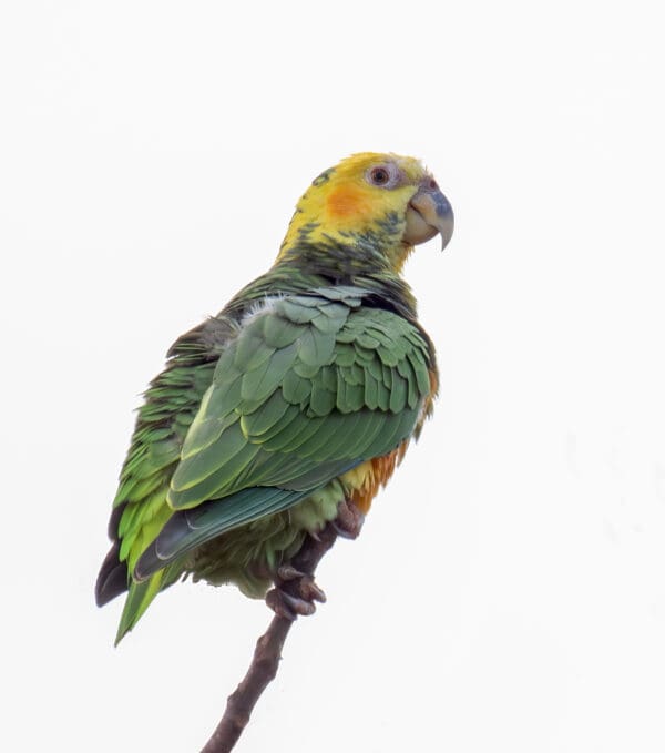 A wild Yellow-faced Parrot perches atop a branch