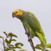 A wild Yellow-faced Parrot clings to a branch