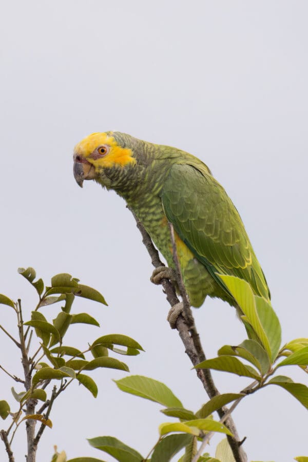 A wild Yellow-faced Parrot clings to a branch