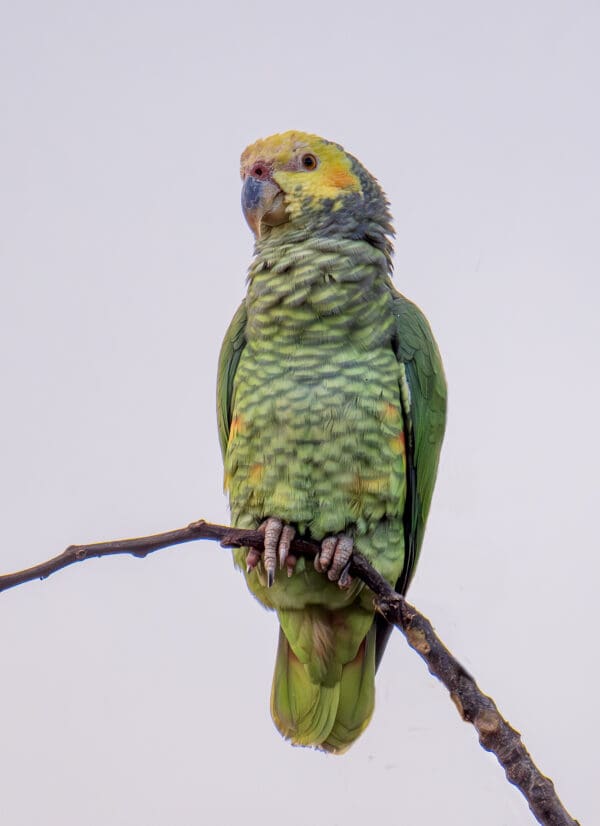 A wild Yellow-faced Parrot perches on a branch