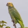 A wild Yellow-faced Parrot clings to a branch