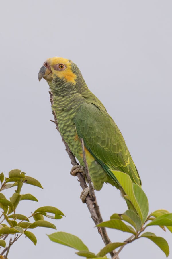 A wild Yellow-faced Parrot clings to a branch