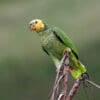 A wild Yellow-faced Parrot perches atop a branch