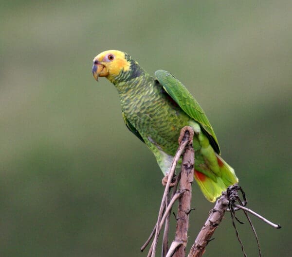A wild Yellow-faced Parrot perches atop a branch