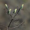 Wild Yellow-faced Parrotlets perch in a bare tree