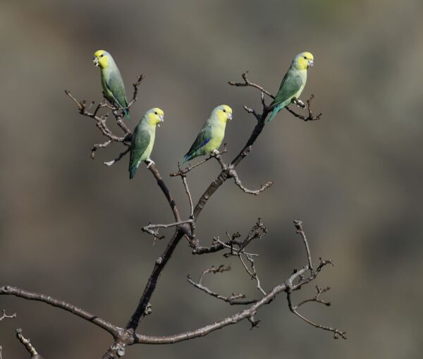 Wild Yellow-faced Parrotlets perch in a bare tree