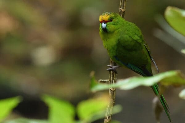 A wild Yellow-fronted Parakeet clings to a stem