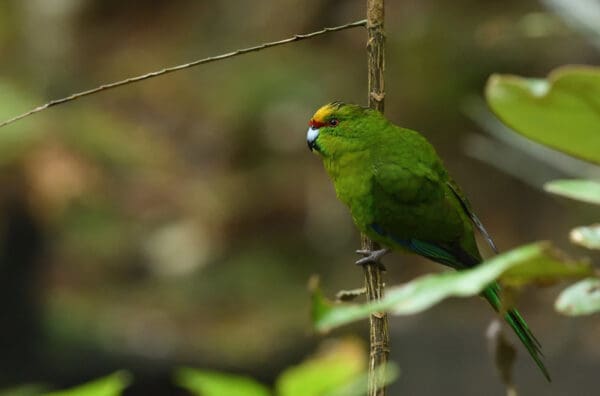 A wild Yellow-fronted Parakeet clings to a branch