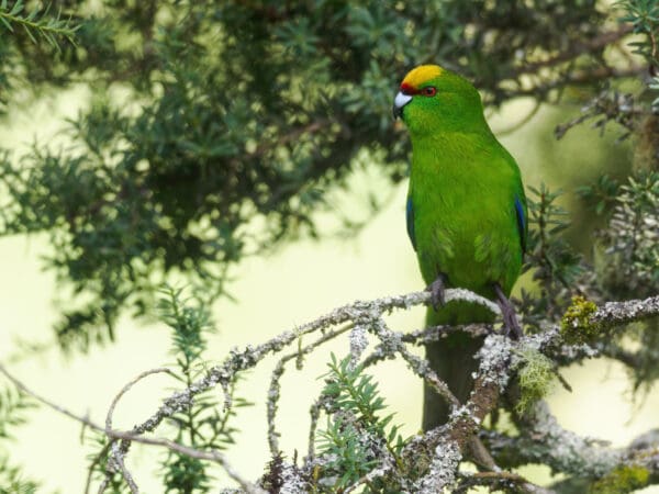 A wild Yellow-fronted Parakeet perches in a tree
