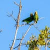 Wild Yellow-fronted Parrots perch atop a tree