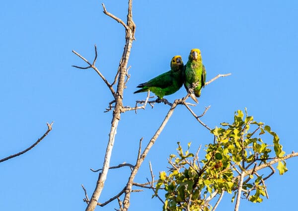 Wild Yellow-fronted Parrots perch atop a tree