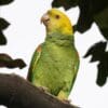 A wild Yellow-headed Amazon perches on a limb