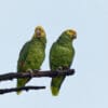 Wild Yellow-headed Amazons perch on a branch