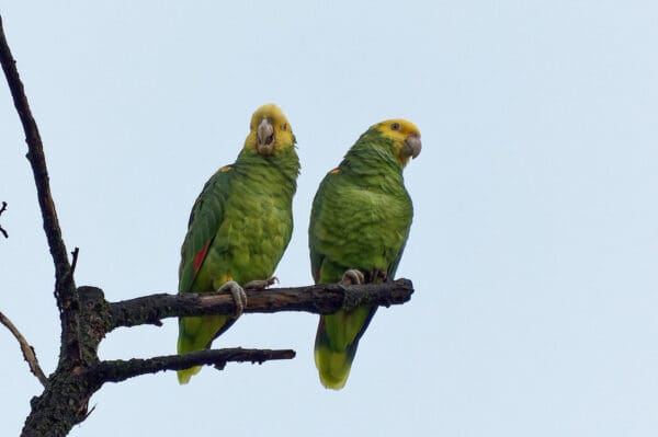 Wild Yellow-headed Amazons perch on a branch