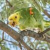A wild Yellow-headed Amazon perches on a branch