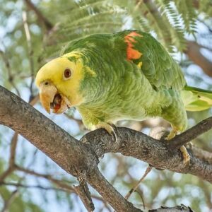 A wild Yellow-headed Amazon perches on a branch