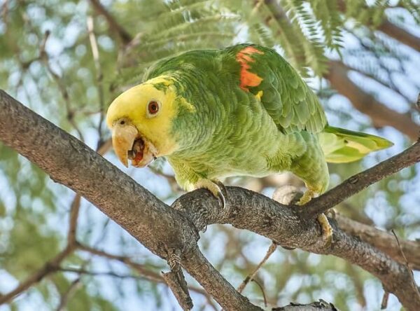 A wild Yellow-headed Amazon perches on a branch