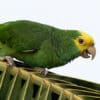 A wild Yellow-headed Amazon perches on a palm