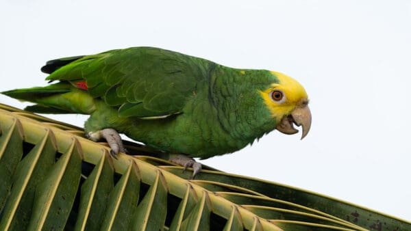 A wild Yellow-headed Amazon perches on a palm