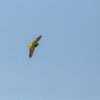 A wild Yellow-lored amazon soars