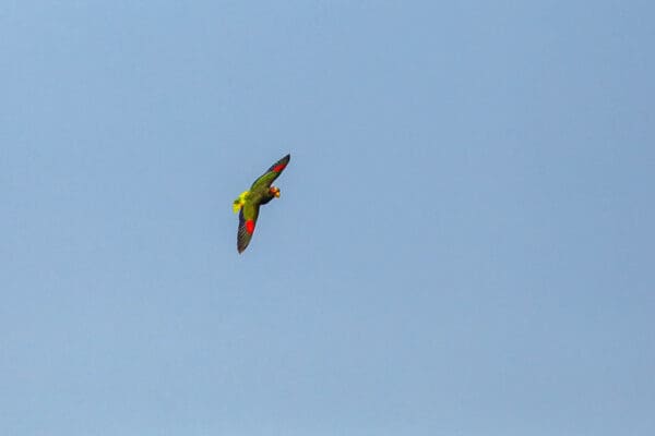 A wild Yellow-lored amazon soars