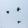 Wild Yellow-lored Amazons take to the skies