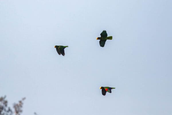 Wild Yellow-lored Amazons take to the skies