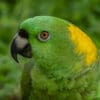 A closeup of a Yellow-naped Amazon
