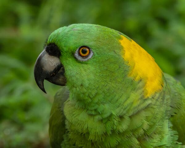 A closeup of a Yellow-naped Amazon