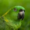 A closeup of a Yellow-naped Amazon