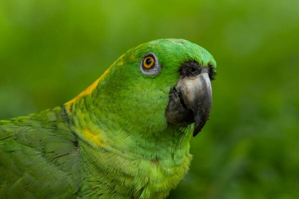 A closeup of a Yellow-naped Amazon