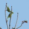 Wild Yellow-naped Amazons climb in a bare tree