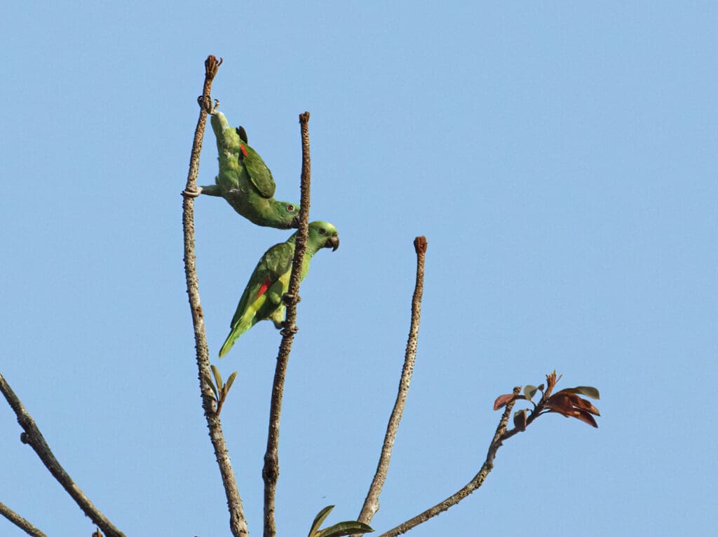 Wild Yellow-naped Amazons climb in a bare tree