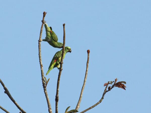 Wild Yellow-naped Amazons climb in a bare tree