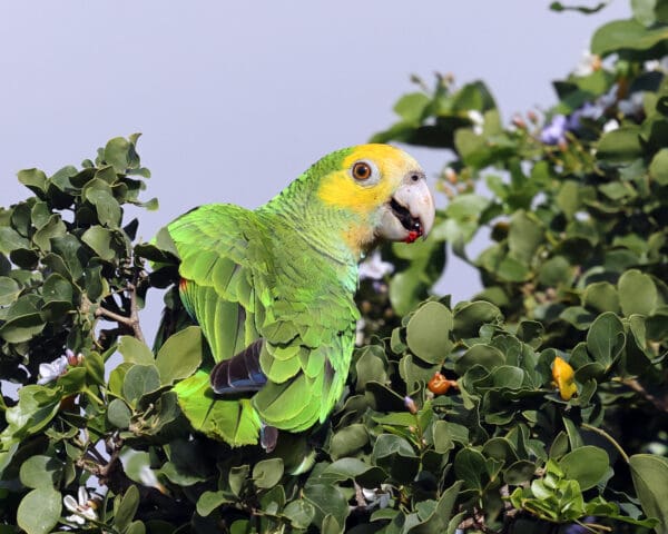 A wild Yellow-shouldered Amazon forages for fruit